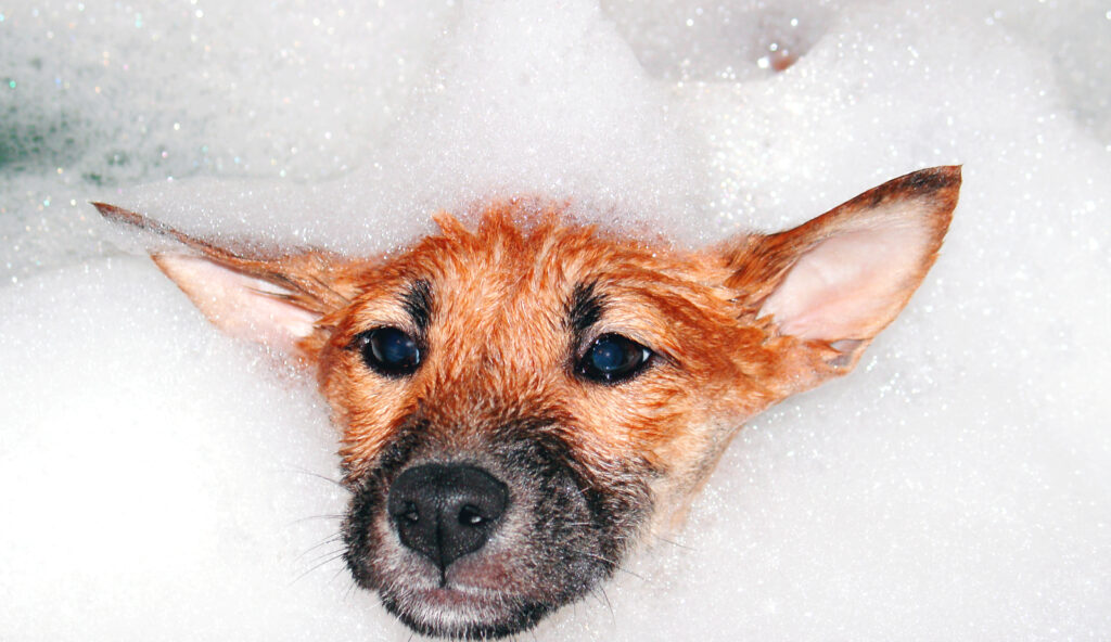 Pet Safe Dishwashing soap is safe for dogs and can help remove grease and dirt from the fur.