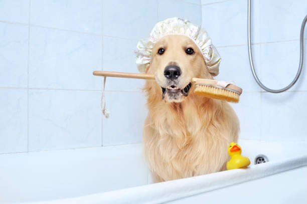 White vinegar is antibacterial and can remove bad odors from the dog’s fur.